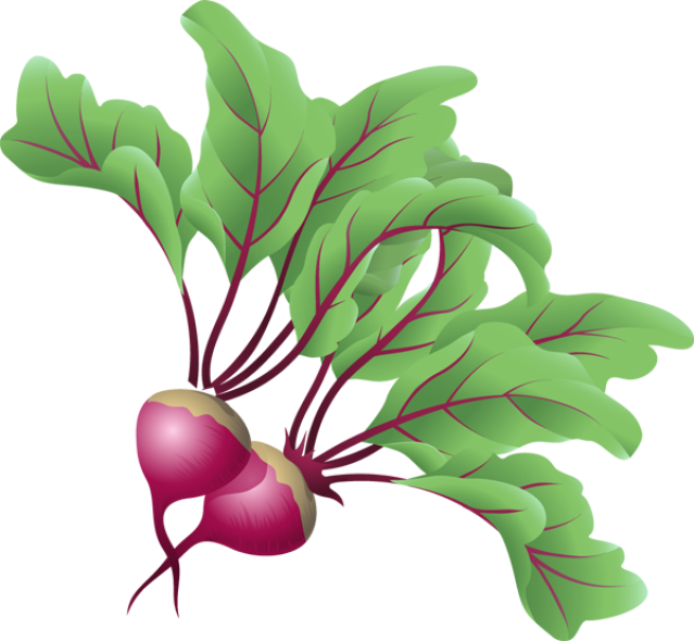 root vegetables clipart - photo #37