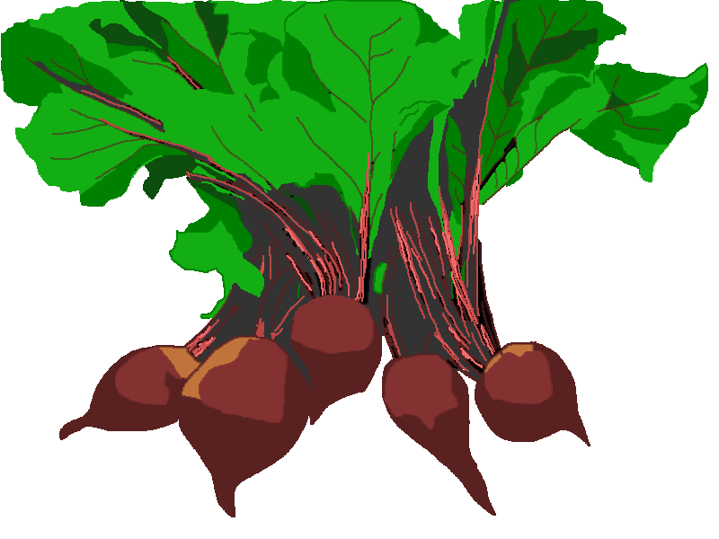 free clipart beets - photo #32