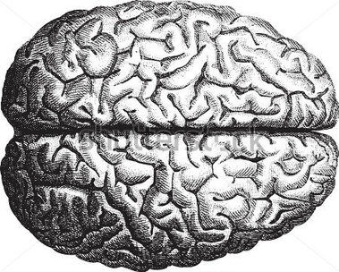 Old Time Engraving of The Brain stock vector