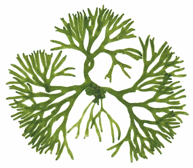 Cryptogamic Botany Company: Chlorophyta, the Green Algae