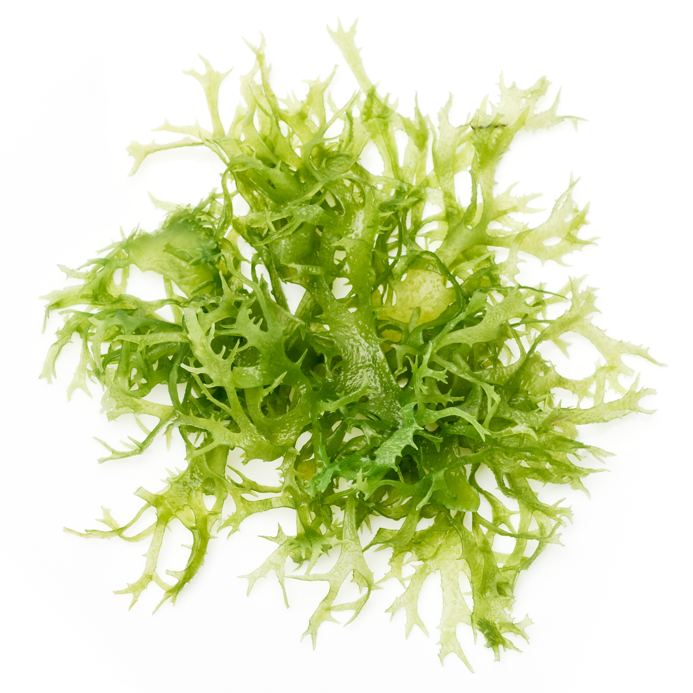 Green Algae Clipart image