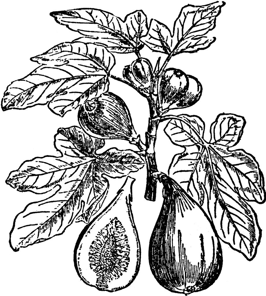 Fig Plant