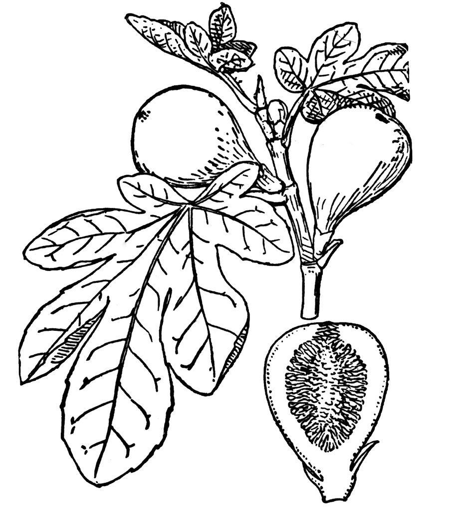 Fig 20clipart