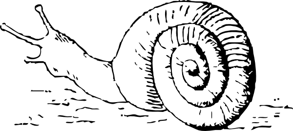 snail clip art - Clip Art Library