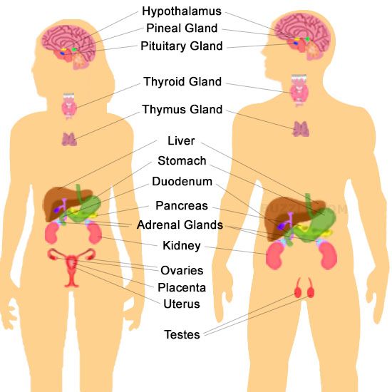 Free Endocrine Cliparts, Download Free Endocrine Cliparts png images, Free  ClipArts on Clipart Library