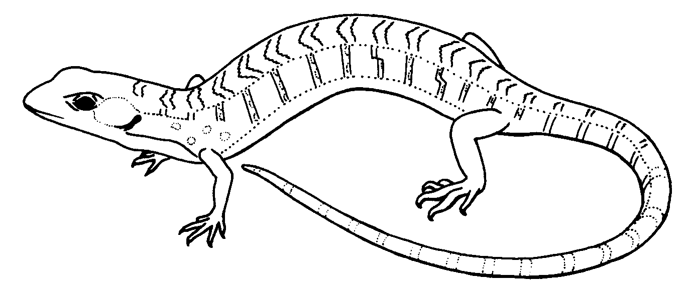 Reptile black and white clip art 
