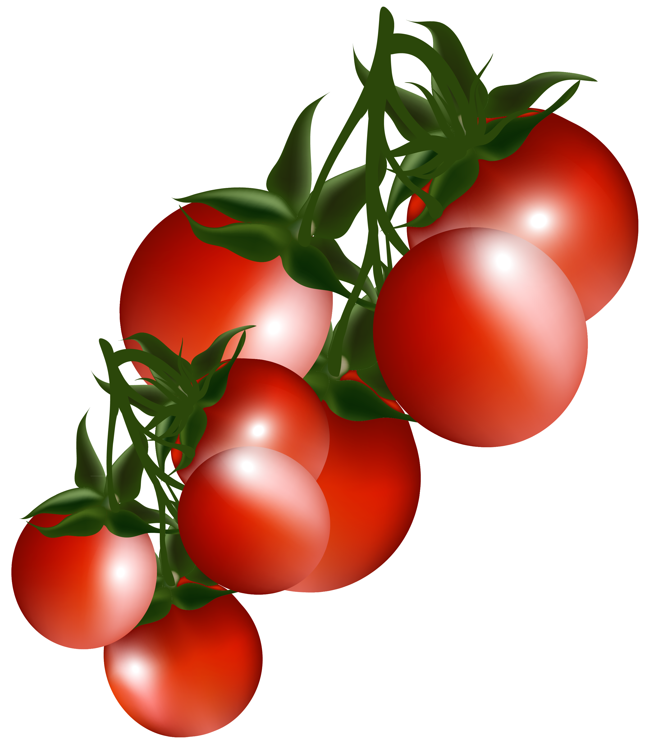 Tomatoes Clip Art 