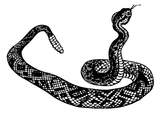 Free Rattlesnakes Cliparts, Download Free Rattlesnakes Cliparts png