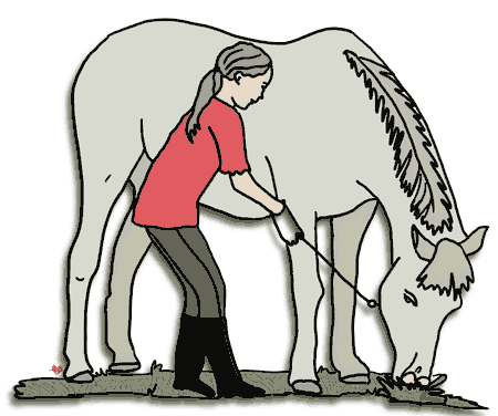 Free Horse Clipart, Echo&Free Horse and Pony Clipart to Download