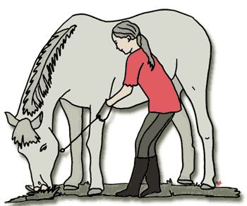 Free Horse Clipart, Echo&Free Horse and Pony Clipart to Download