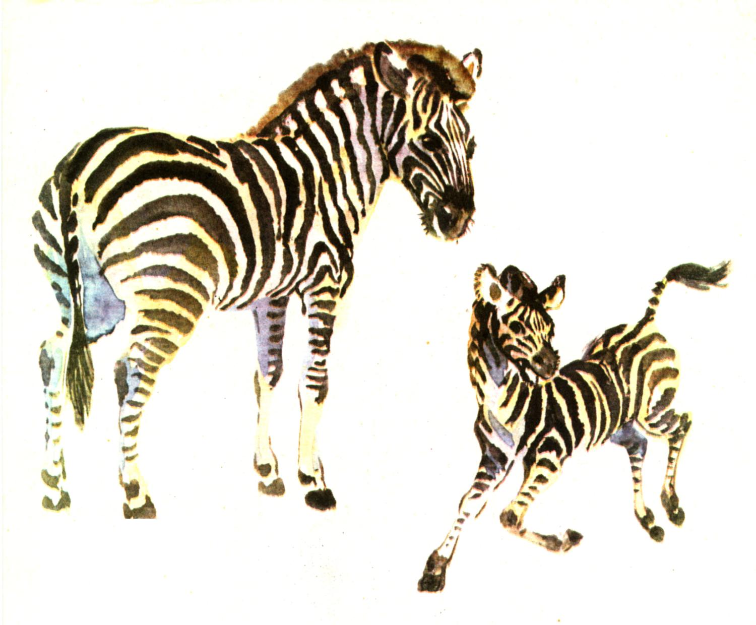zebra clip art free download - photo #38