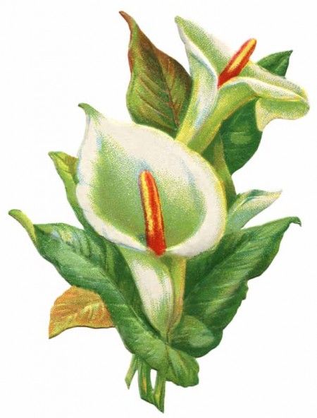 Vintage Easter Lily Clip Art