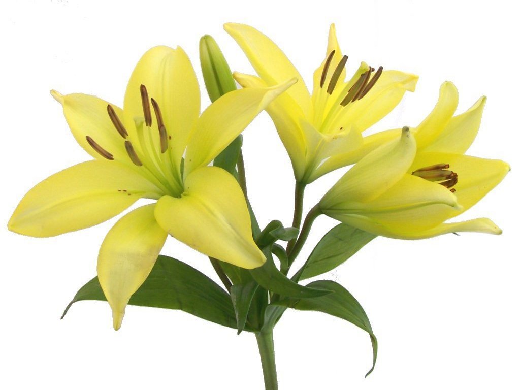Lily image free clip art of easter lilies image