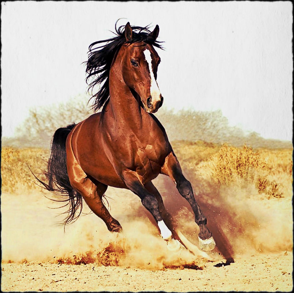 clip art galloping horse - photo #36