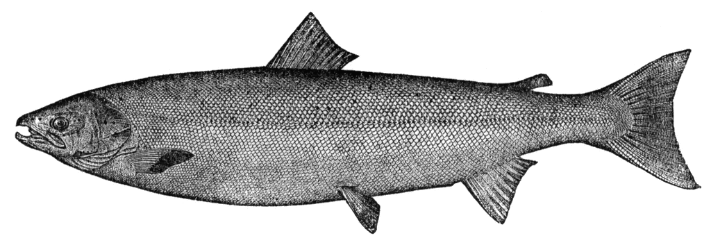 Atlantic salmon clipart etc image 
