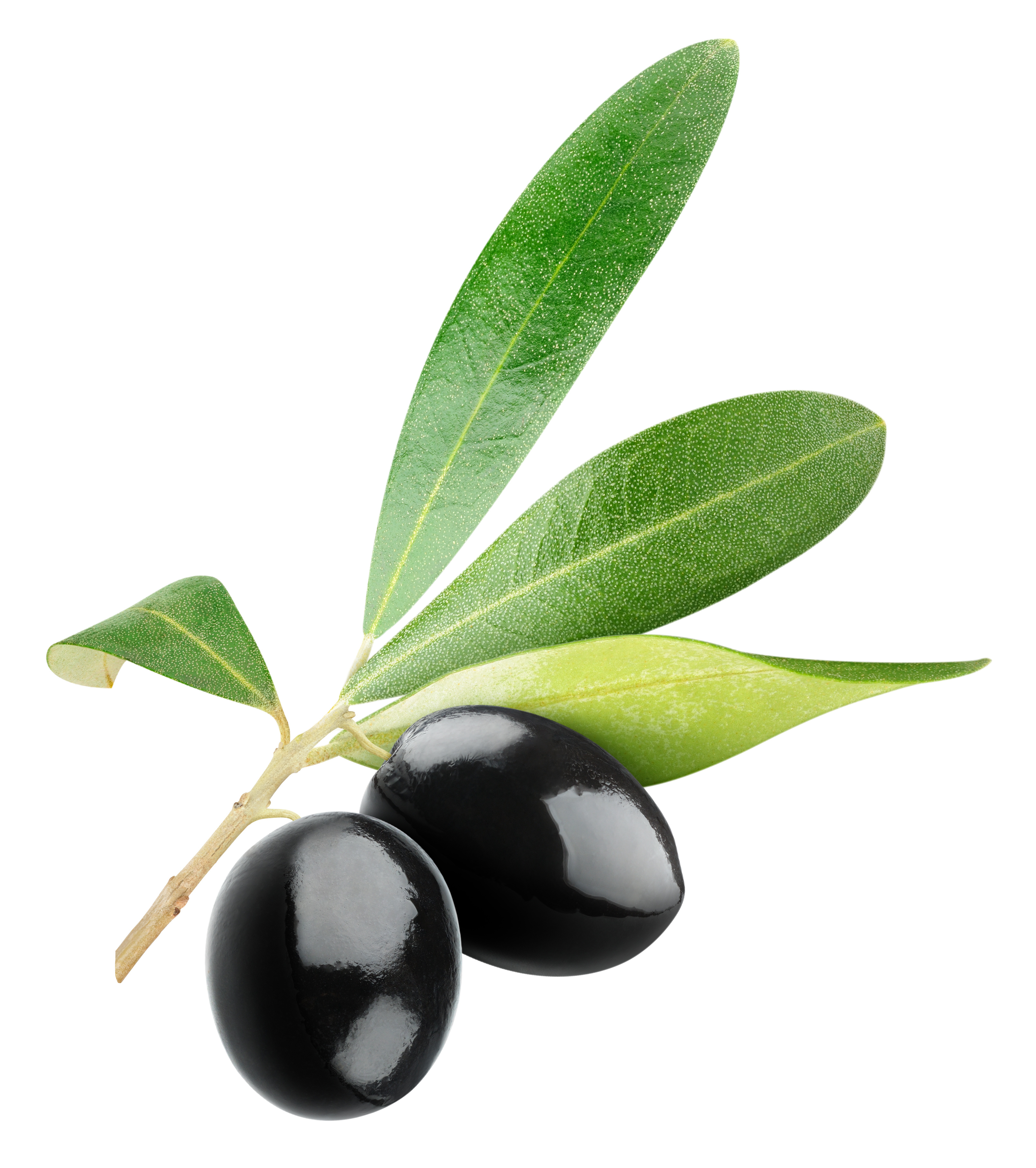 clipart gratuit olives - photo #2