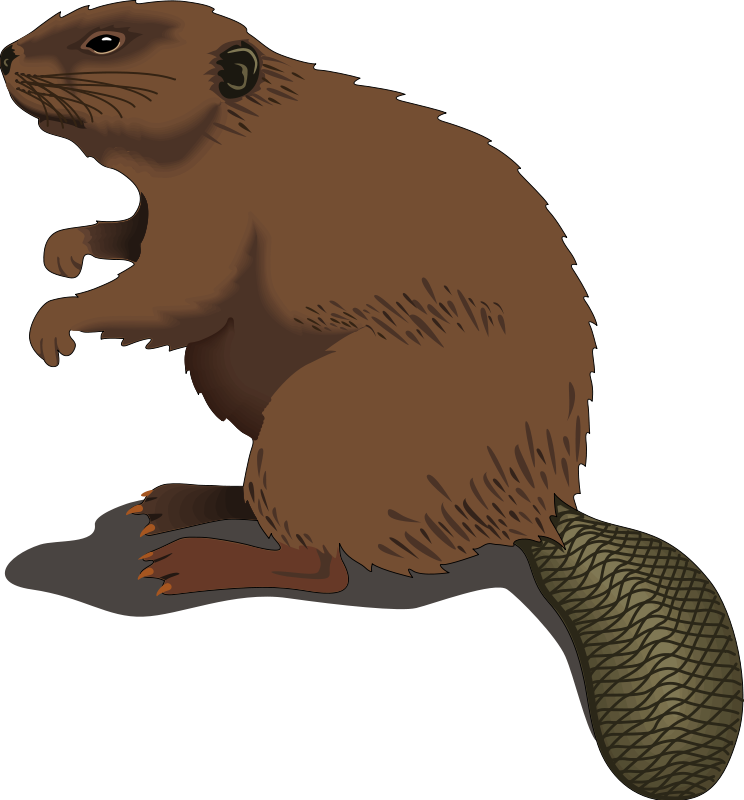 Free Beavers Cliparts Download Free Clip Art Free Clip Art On Clipart Library