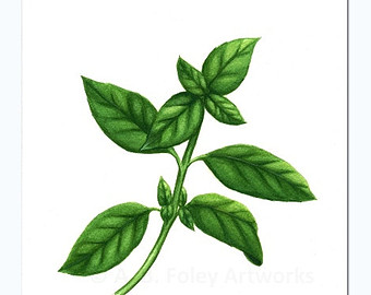 Herb Illustrations