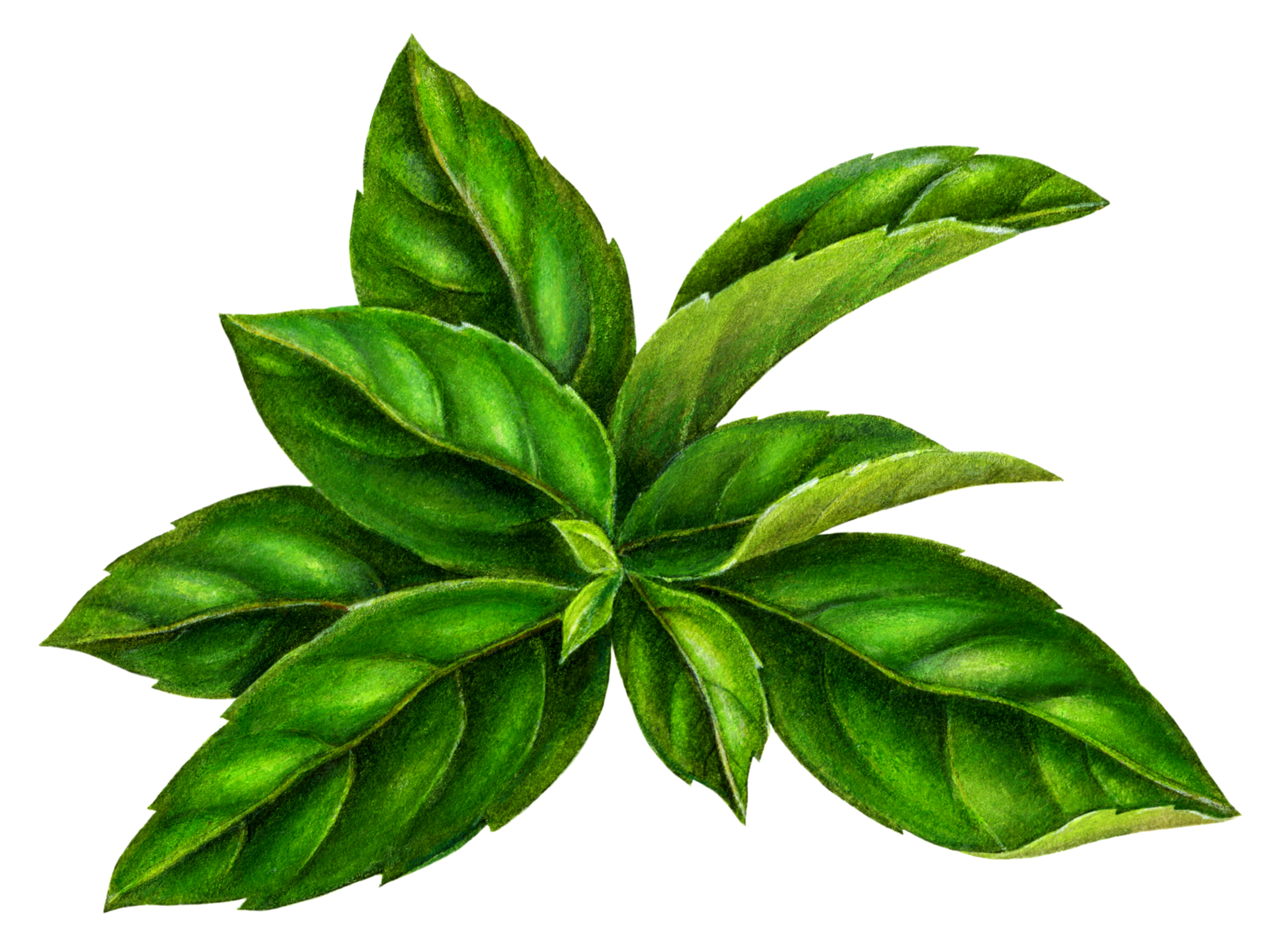 free mint leaves clipart - photo #44