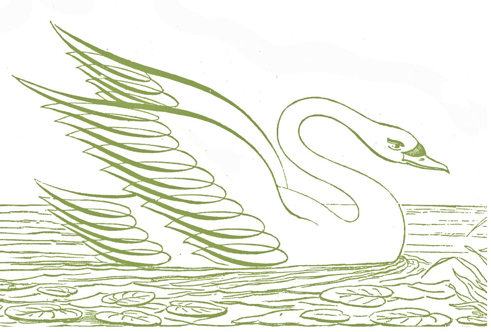 Swan 4 clip art at vector clip art image