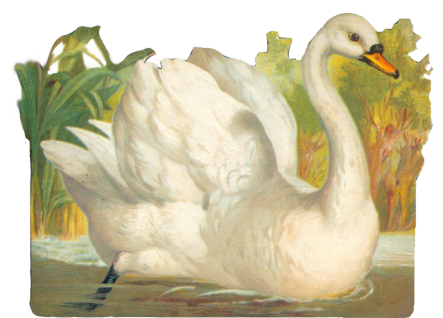 DeviantArt: More Like Vintage swan clipart by jinifur