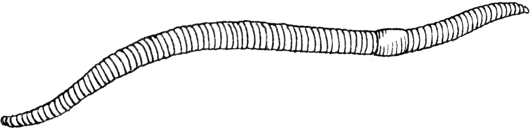 Realiztic Drawing Worm Clipart