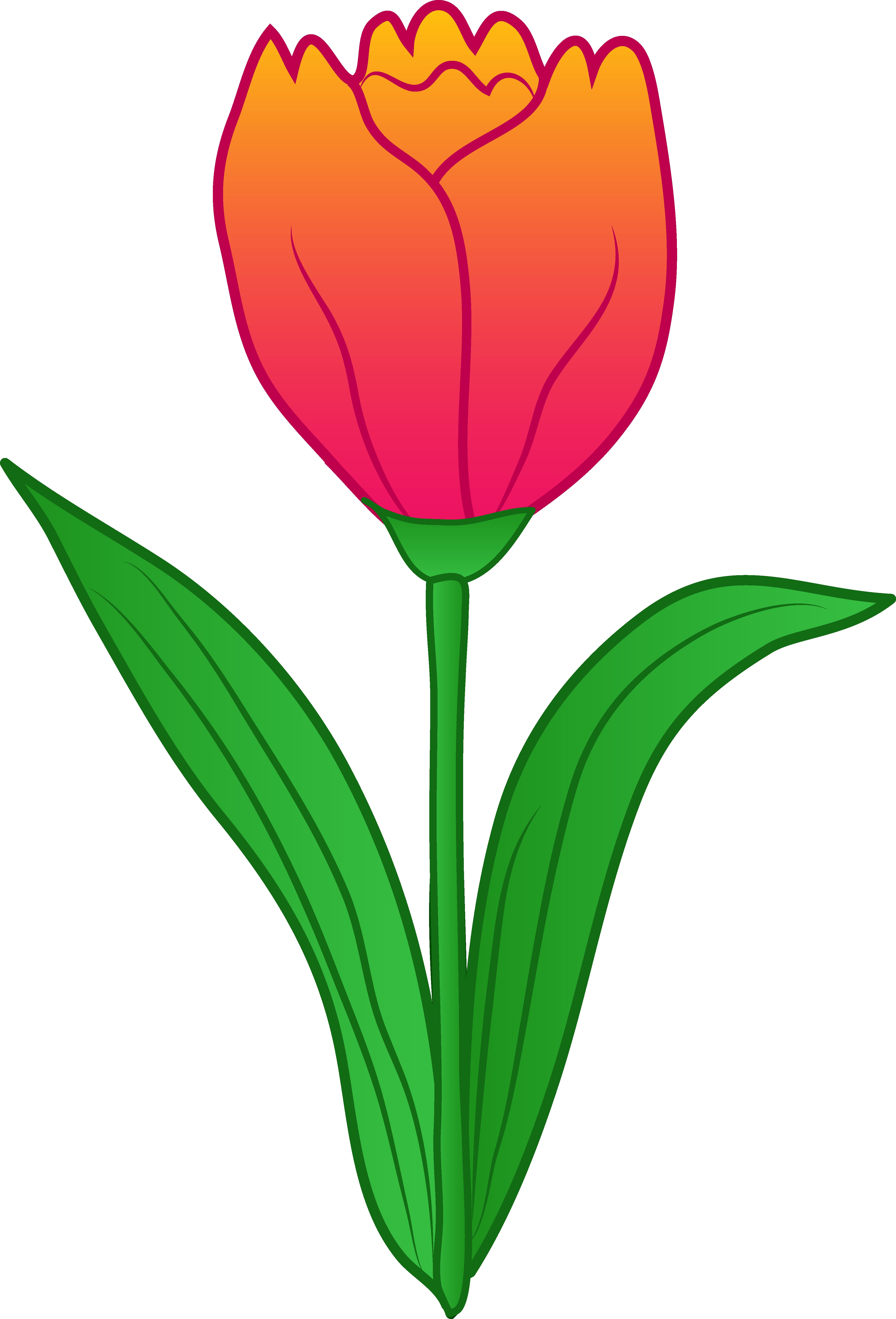 Tulip Clipart