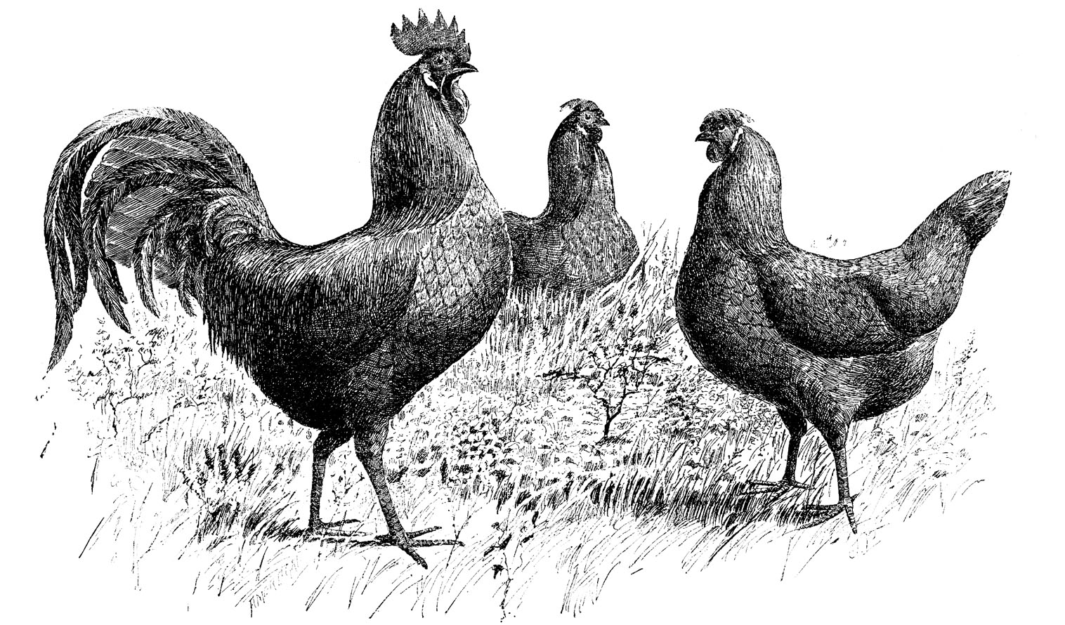 Rooster Crowing Clip Art Black And White