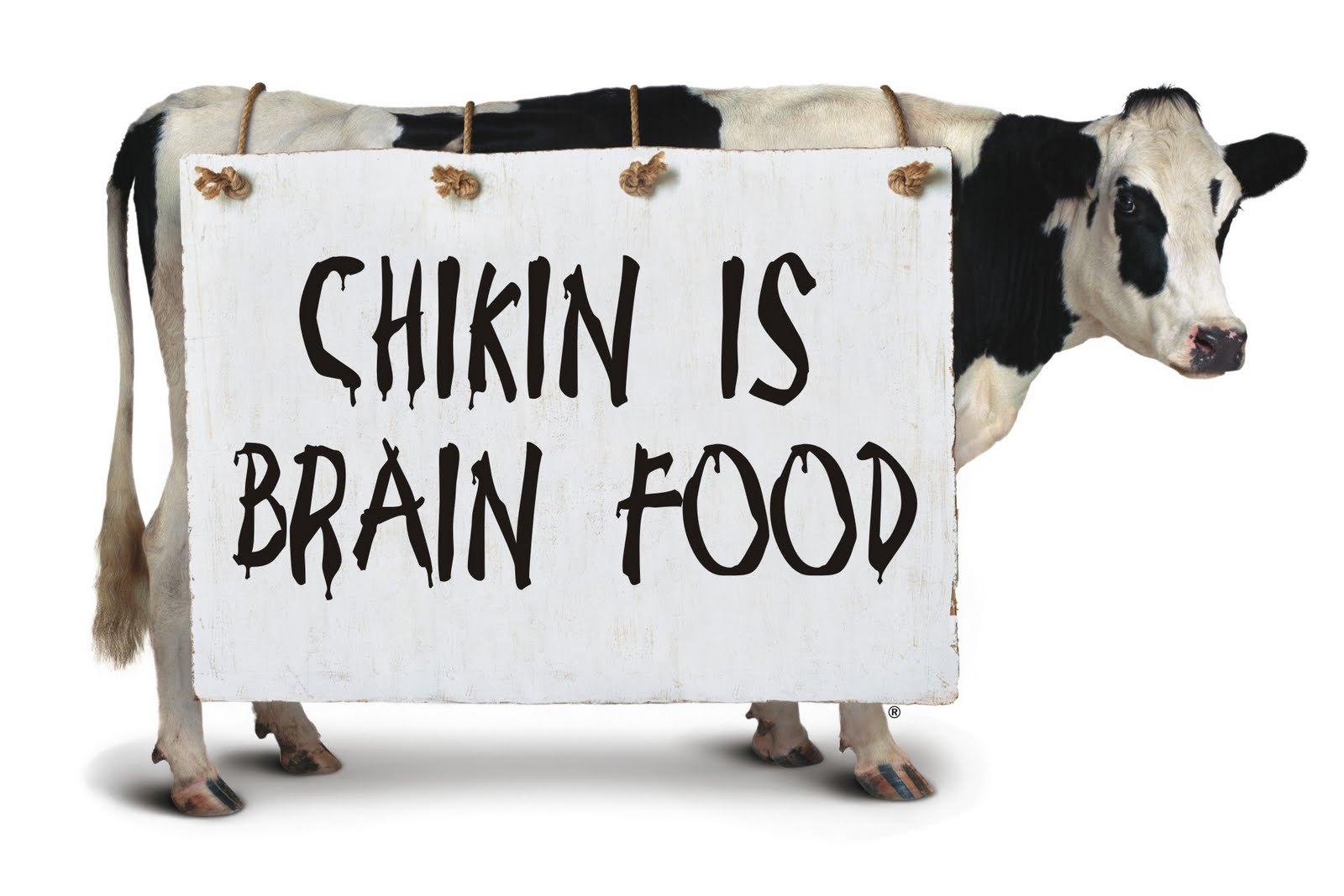 Chick fil a cow clipart