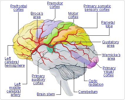 simple brain diagram