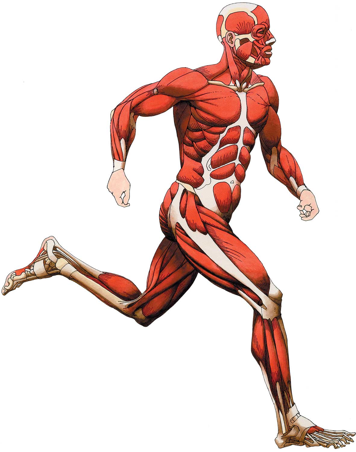 Lower Body Muscle Clipart
