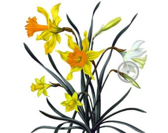 daffodil clipart � Etsy