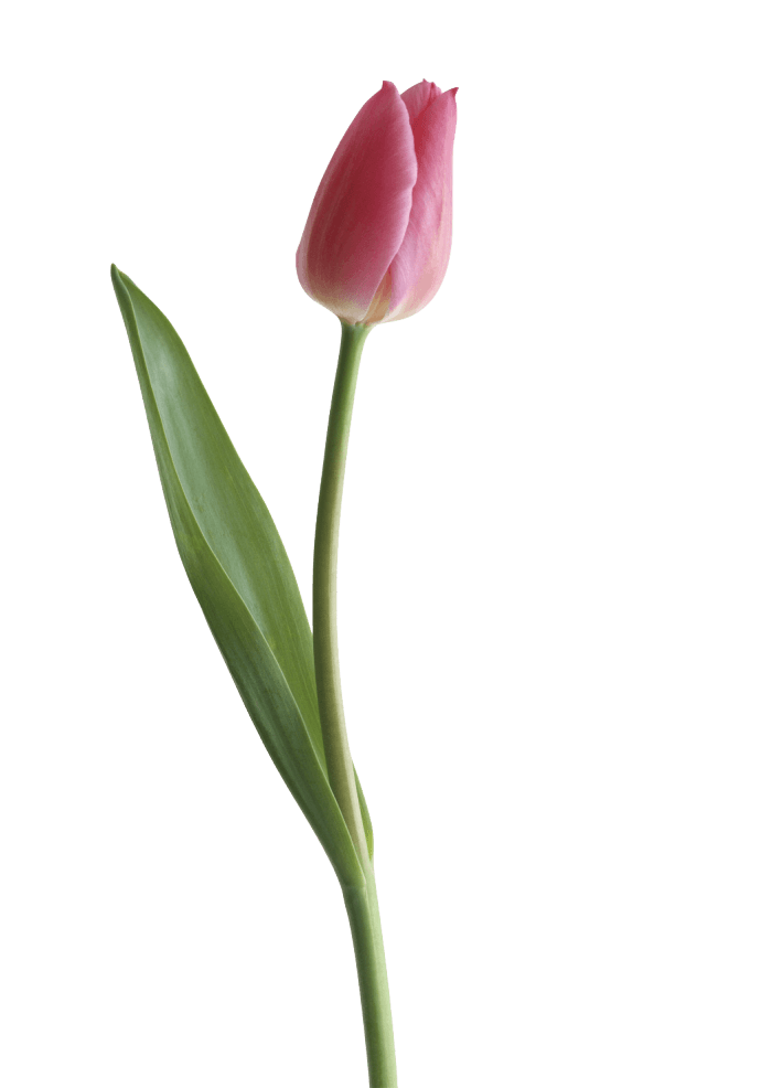 Purple Tulip Clipart