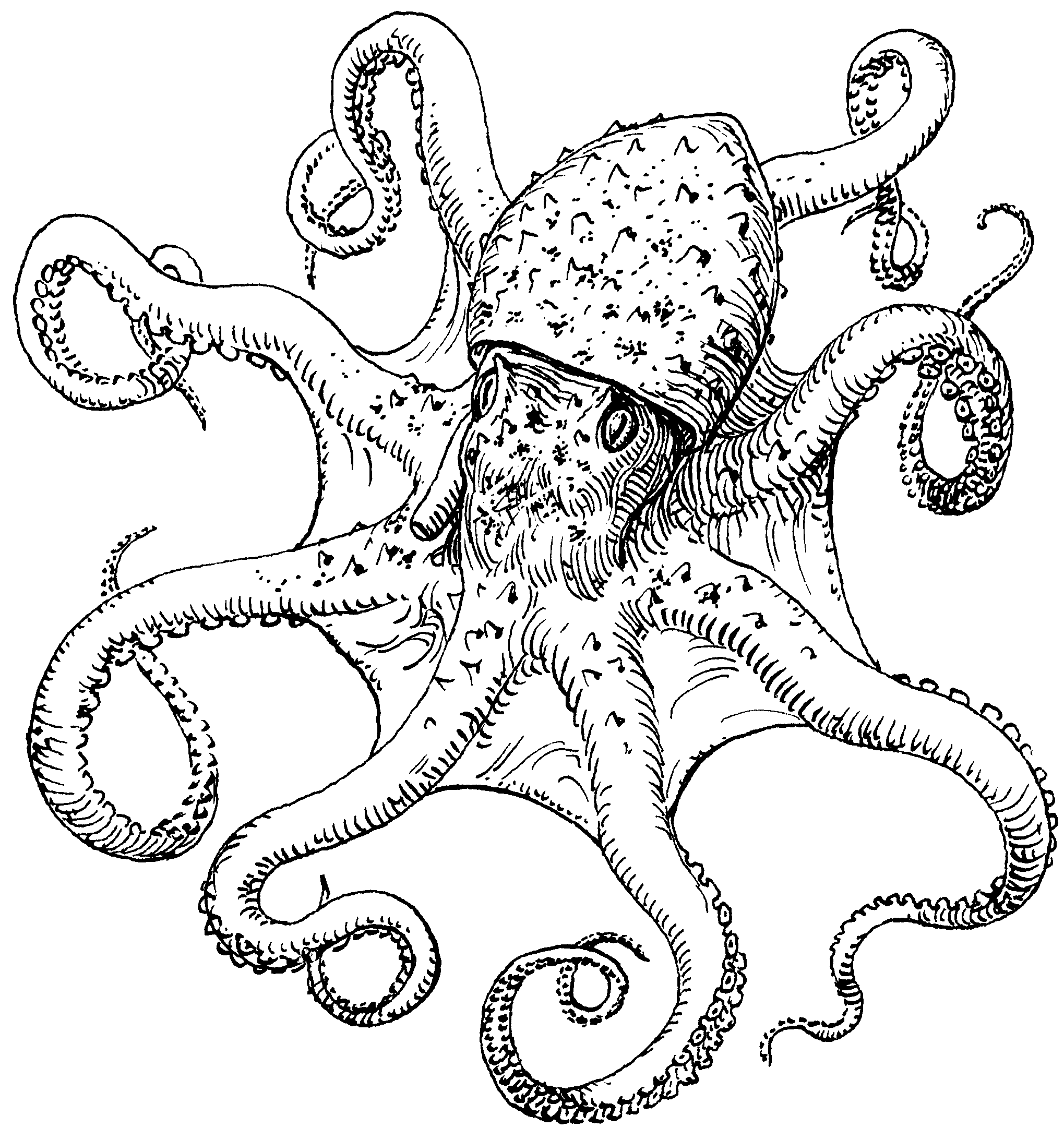 Free Octopus Drawing Cliparts, Download Free Octopus Drawing Cliparts