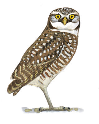 Burrowing owl clipart