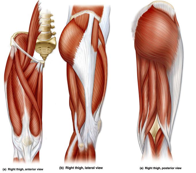 Back Leg Muscles Photo Album