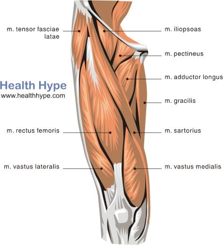 Collection Muscles Of Leg Pictures
