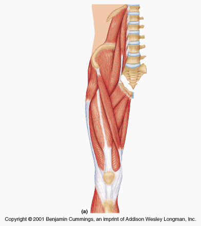 Muscles That Cross The Hip Joints