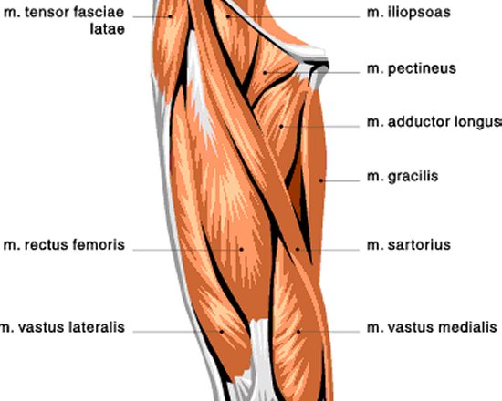quad muscles