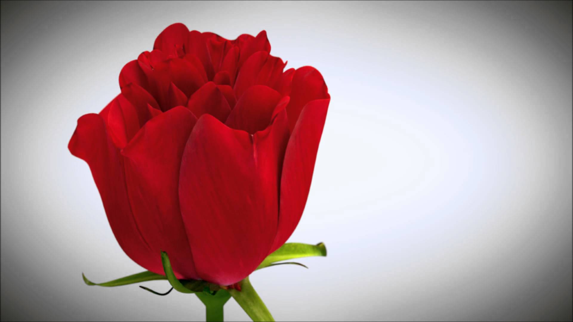 Free Animated Cliparts Roses, Download Free Animated Cliparts Roses png