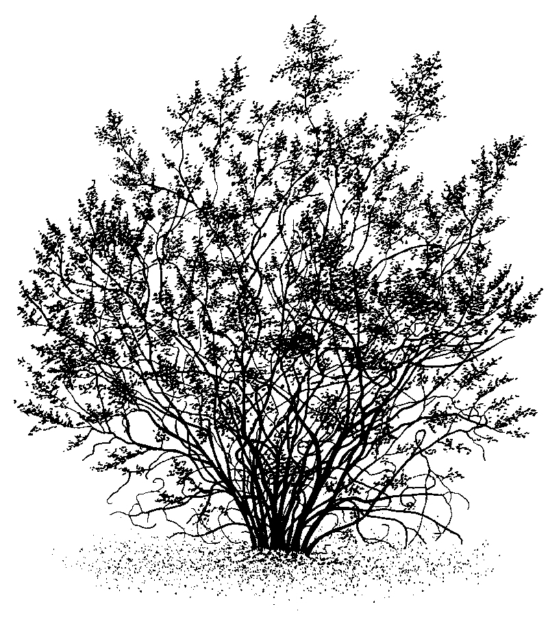 Desert shrub clipart