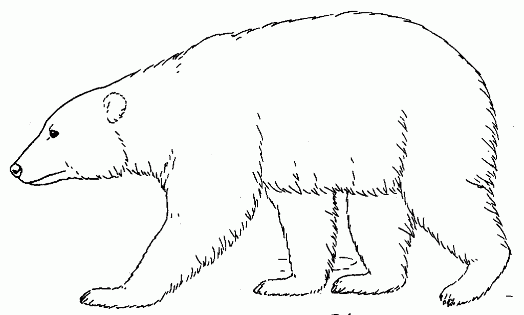 Polar bear black and white clipart