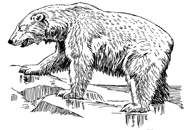 Free Polar Bear Clipart, 1 page of Public Domain Clip Art