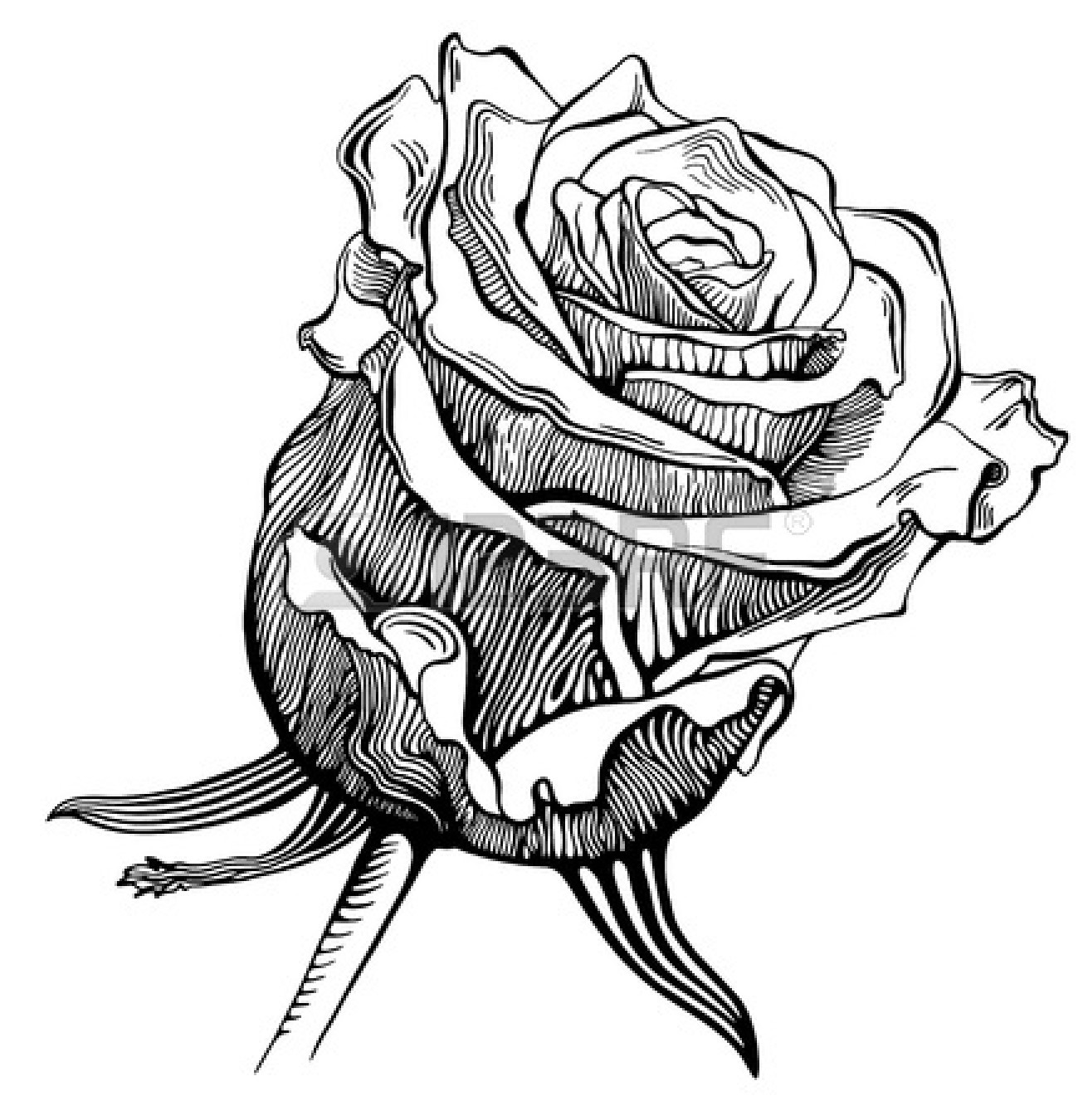Black And White Rose Drawing