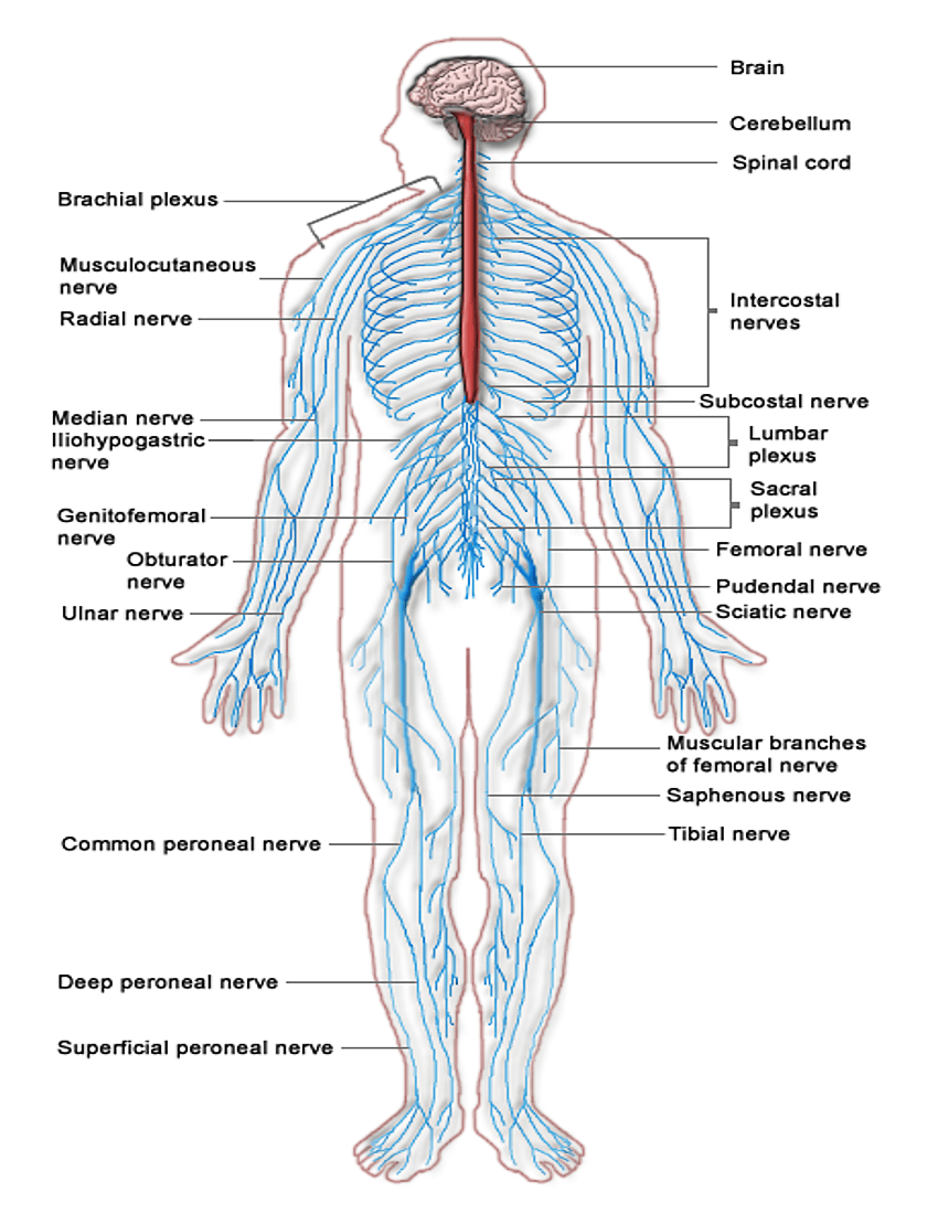 Clipart nervous system