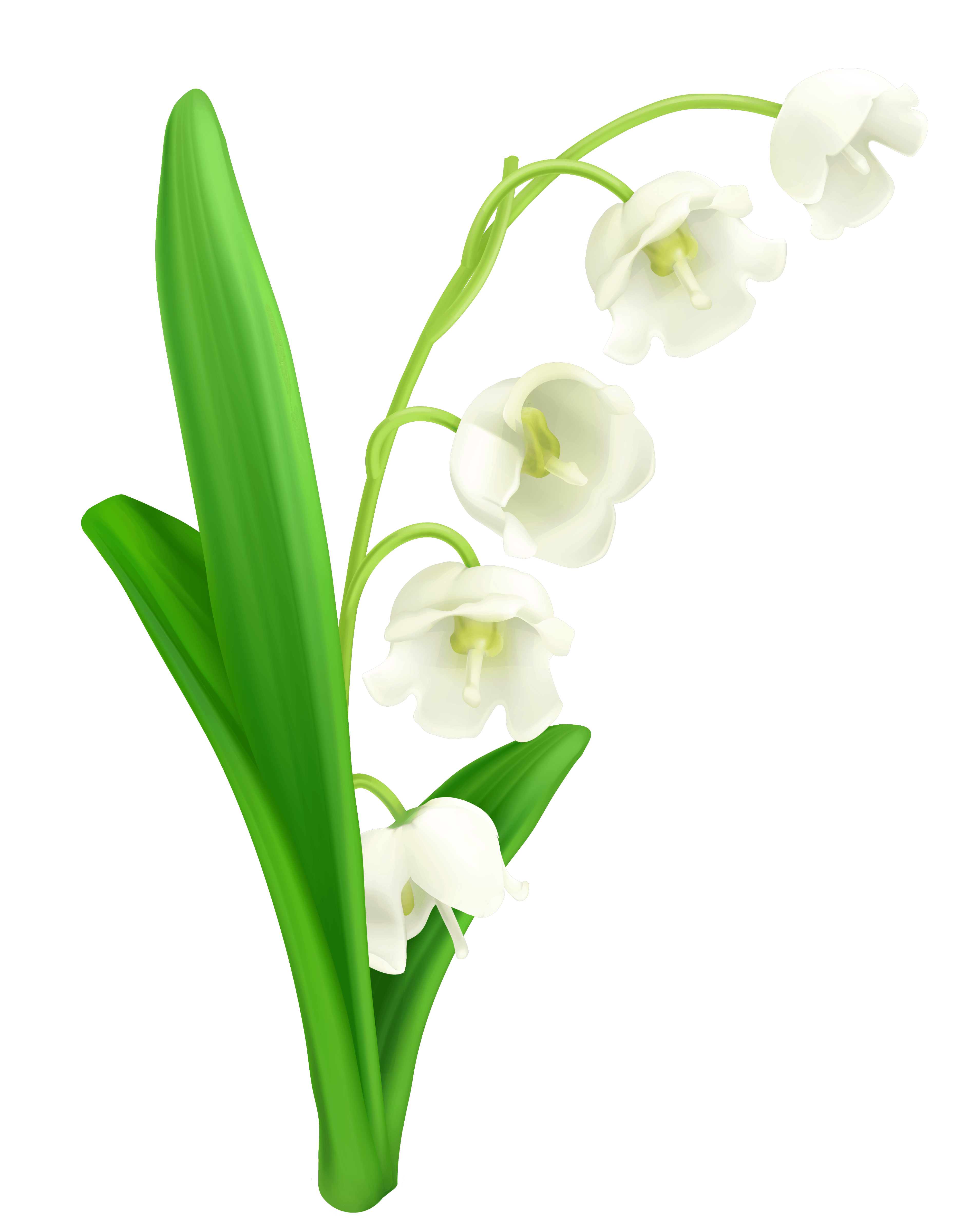 Lily Of The Valley Png Clip Art Library