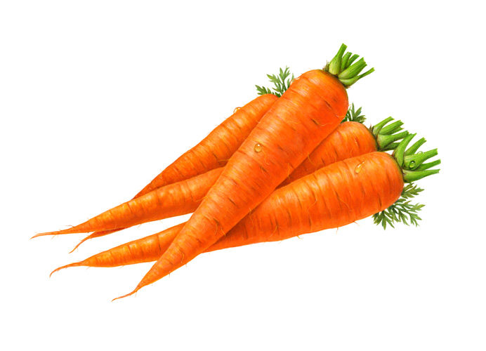 Orange Carrot Clipart Best
