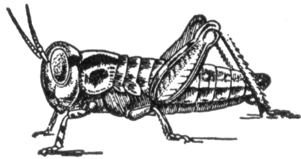 Locust clip art