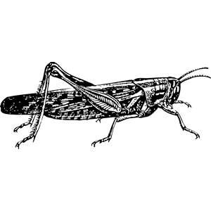 locust clipart, cliparts of locust free download