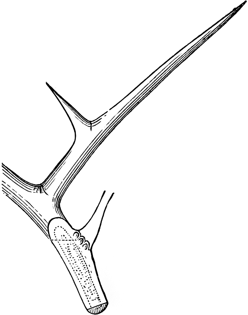 Thorn clipart black and white